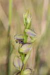 Giant orchid